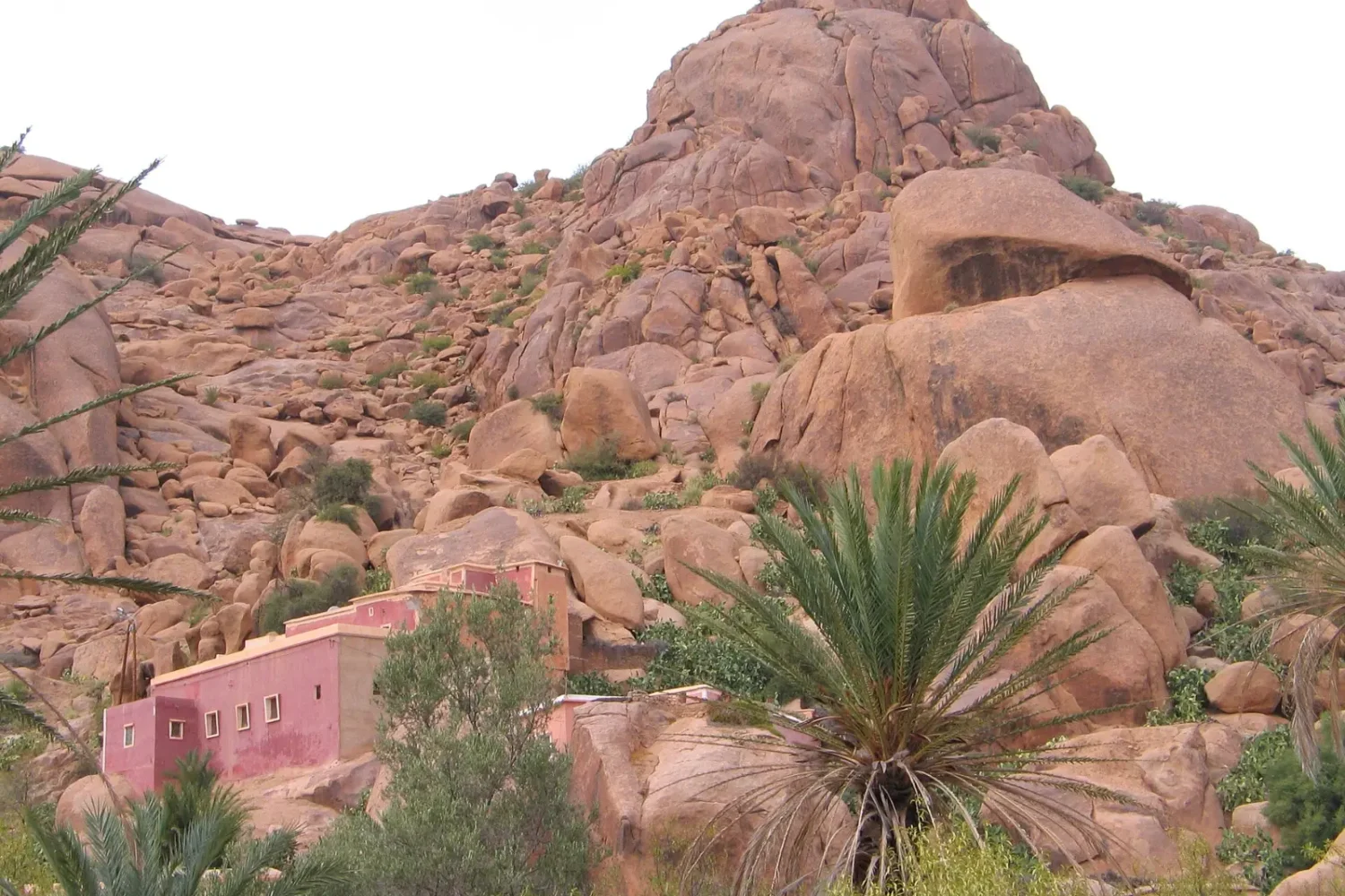 Pink granite rocks and argan trees in the Anti-Atlas