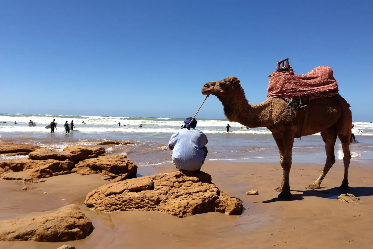 Camel on the beach near Taghazout