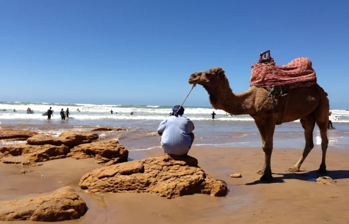 Camel on the beach near Taghazout