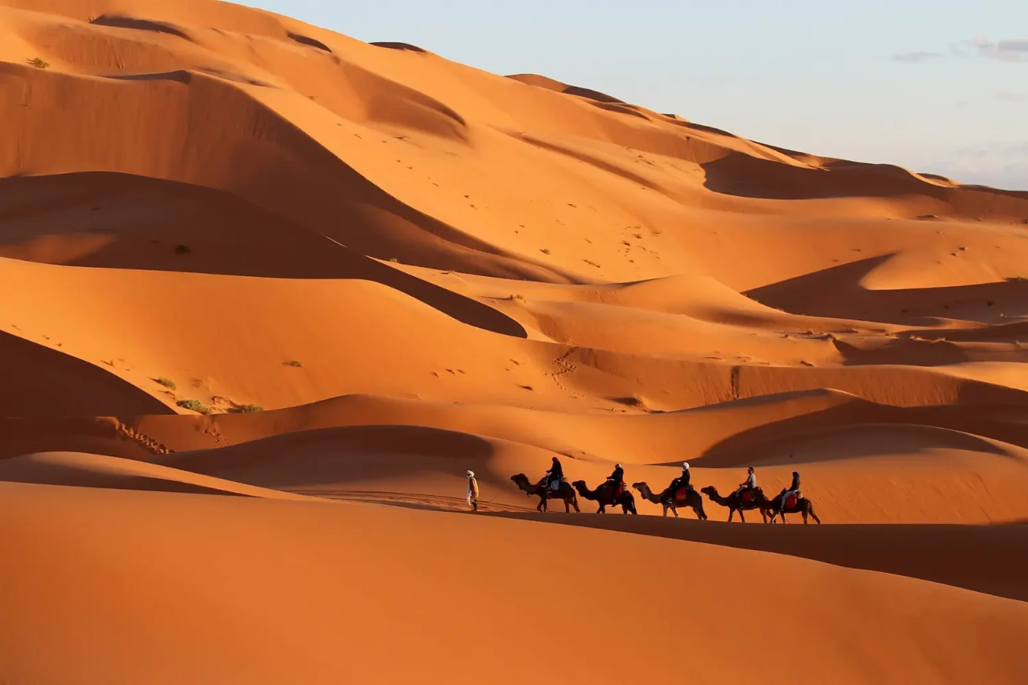 Camel caravan crossing the dunes near Merzouga