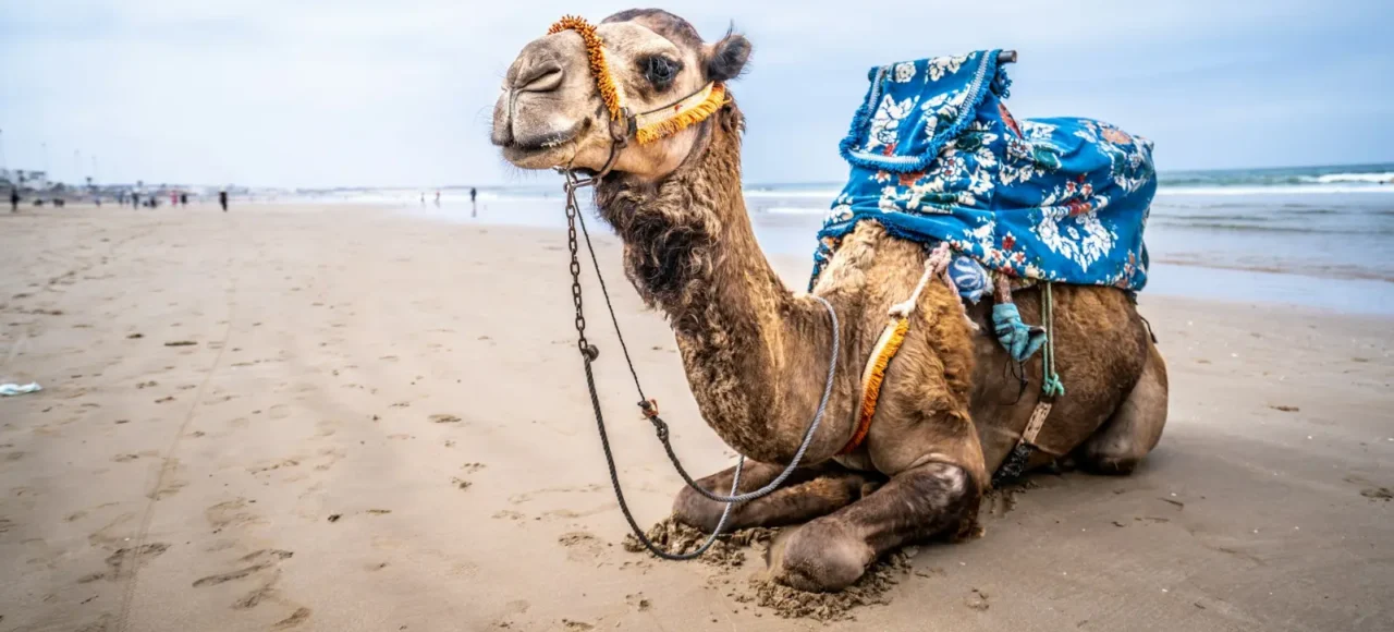 Camel resting on a beach on the Moroccan coast