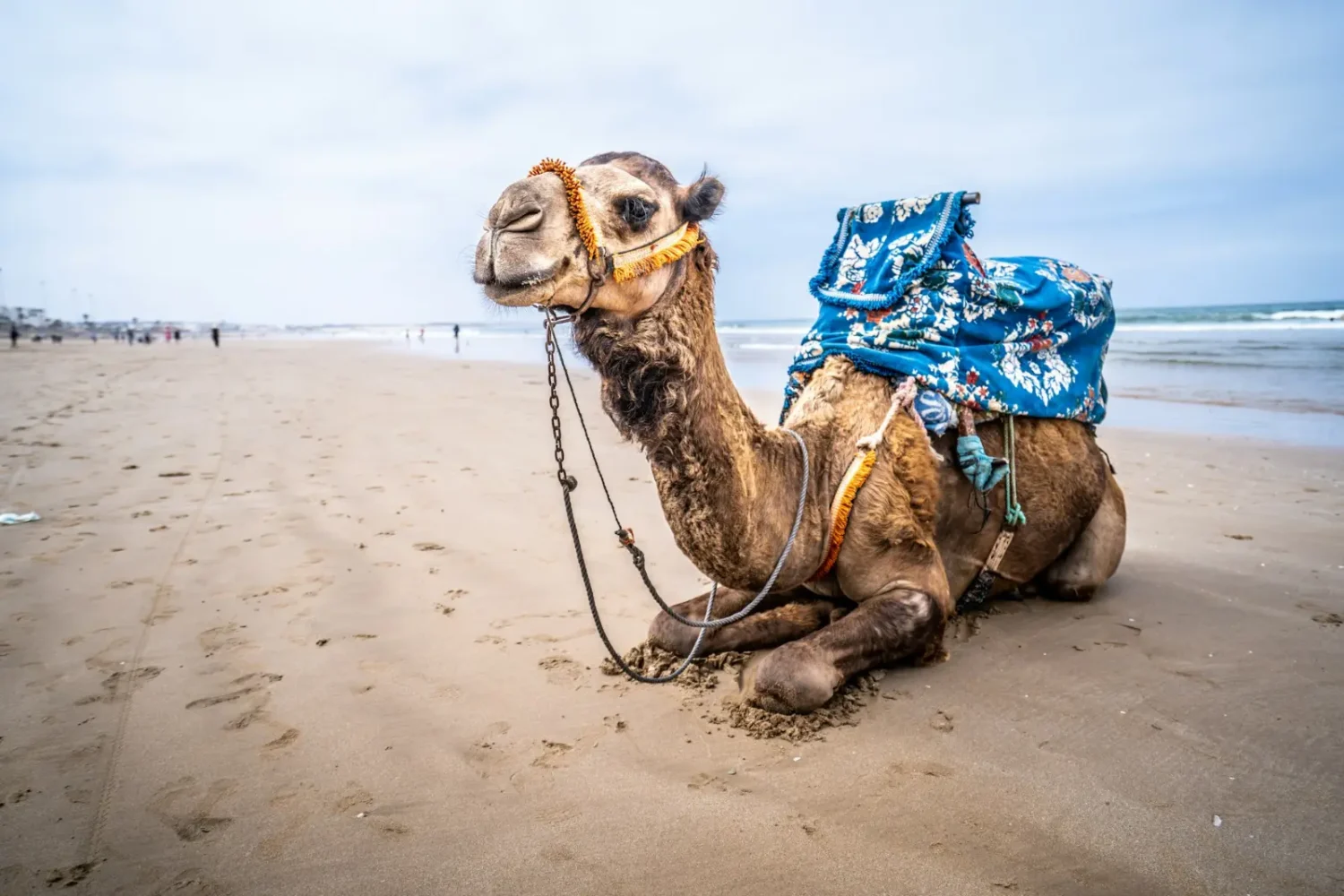 Camel resting on a beach on the Moroccan coast