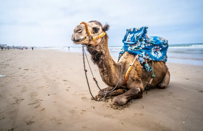 Camel resting on a beach on the Moroccan coast