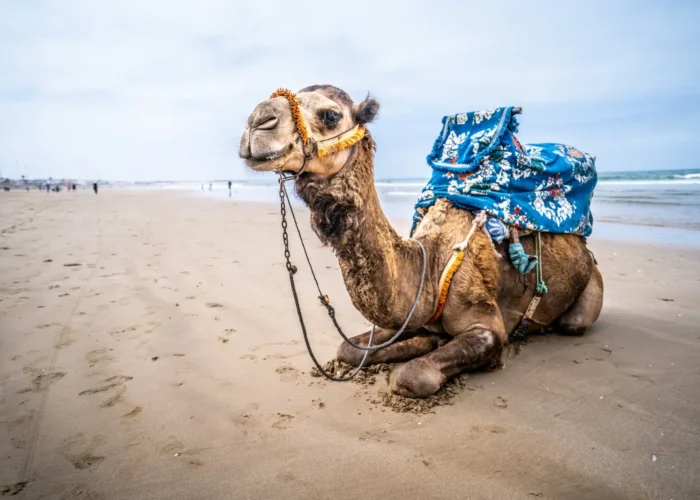 Camel resting on a beach on the Moroccan coast