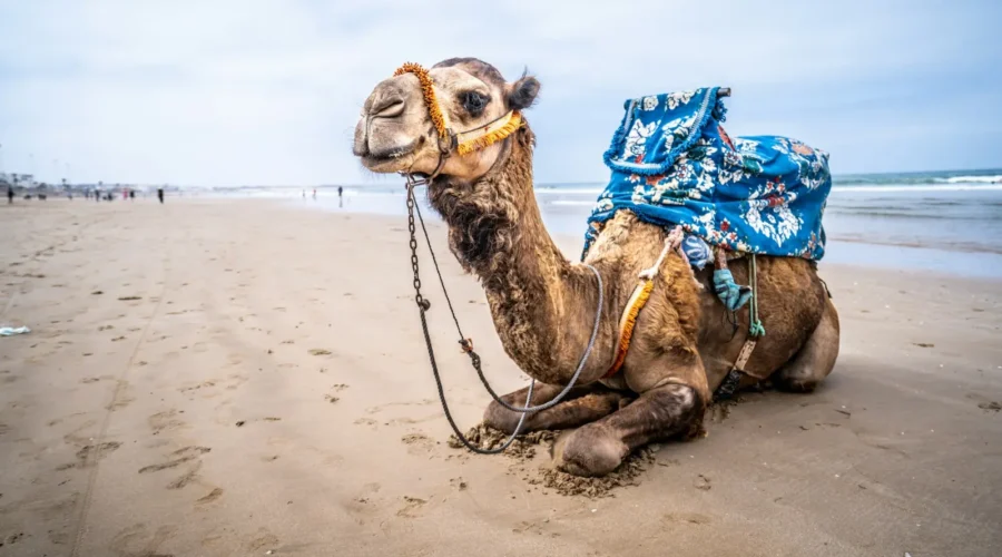 Camel resting on a beach on the Moroccan coast