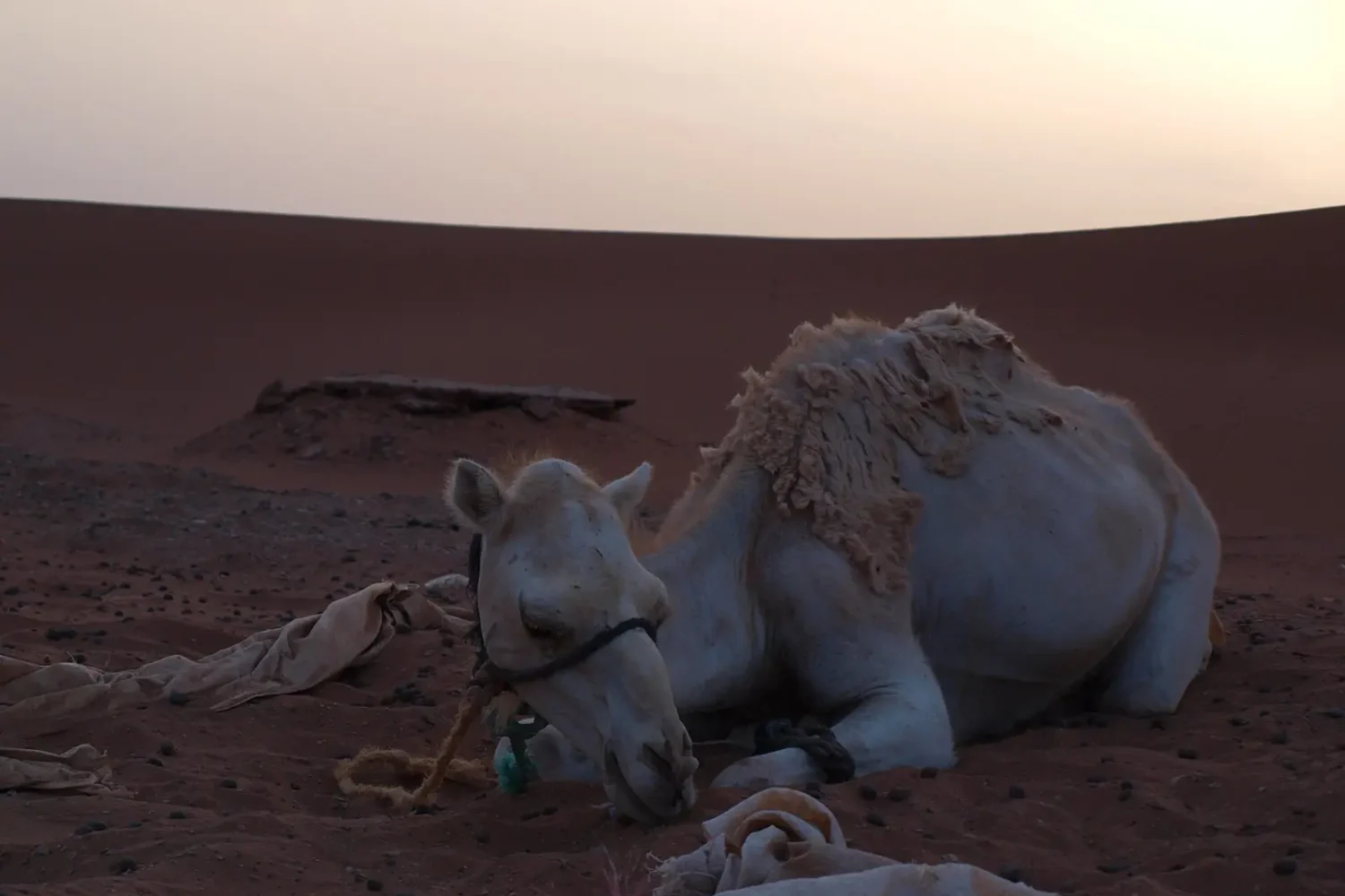 Camel resting in the desert near Zagora