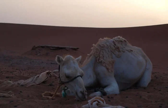 Camel resting in the desert near Zagora