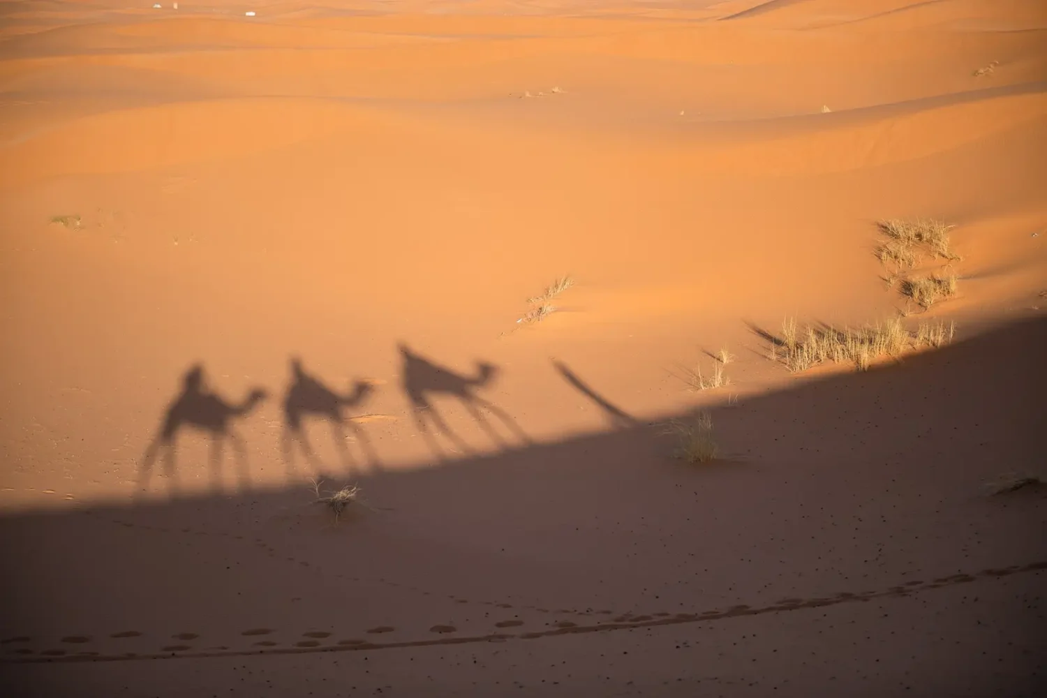 Camel caravan shadows on the Erg Chebbi dunes