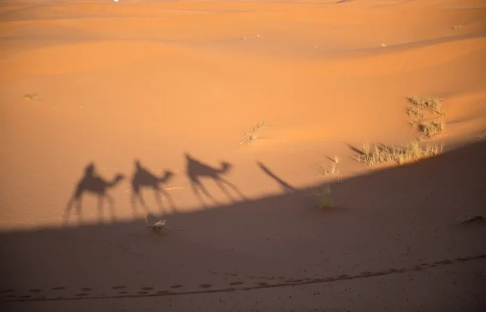 Camel caravan shadows on the Erg Chebbi dunes