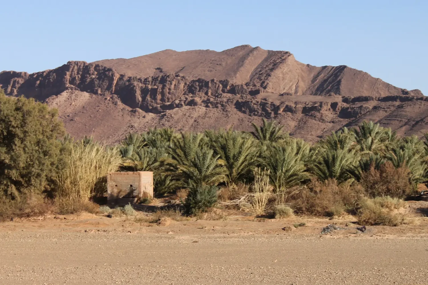 Date palms in the desert outside Zagora