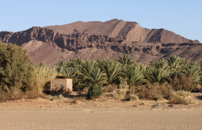 Date palms in the desert outside Zagora