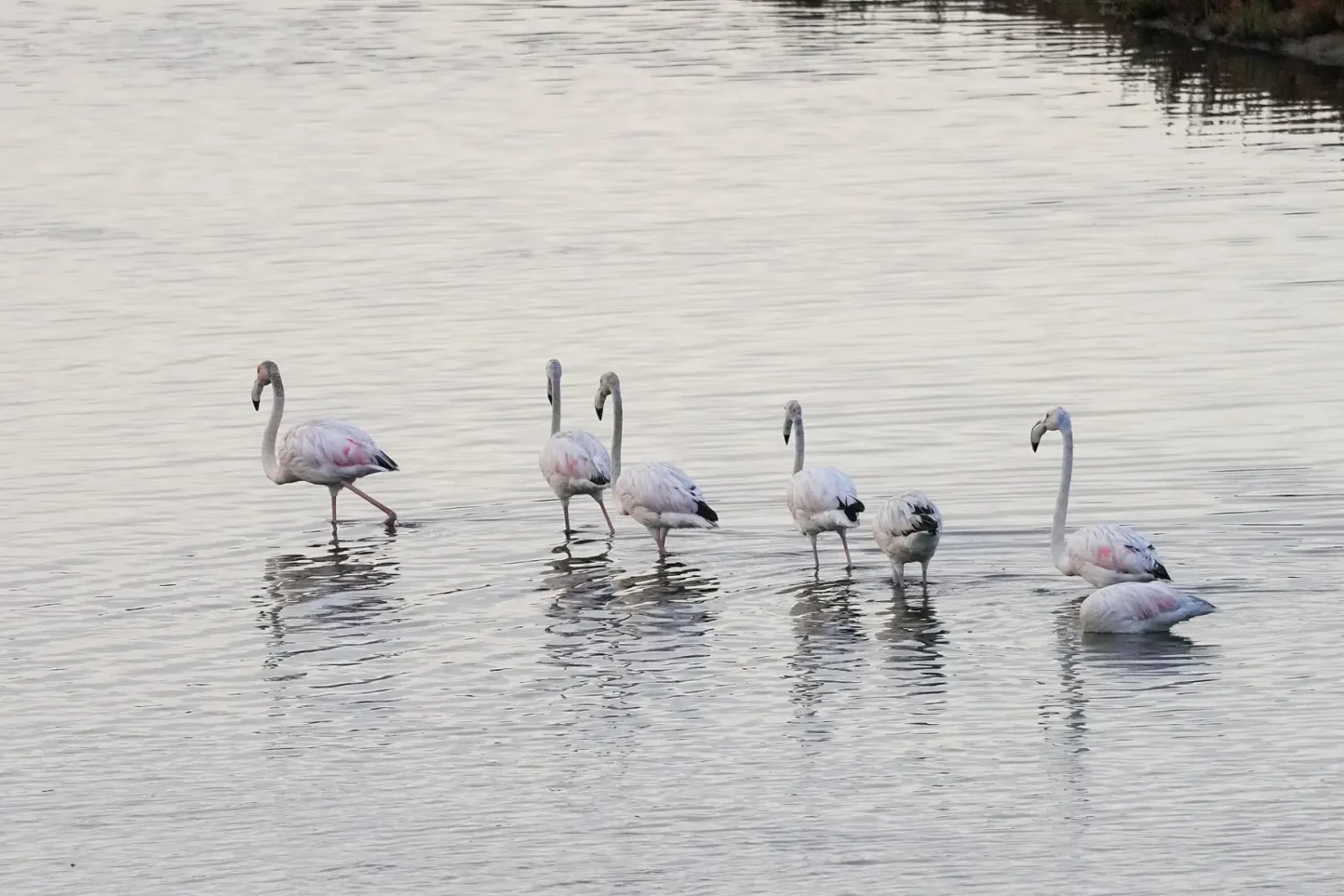 Flock of flamingos wading in Souss-Massa National Park