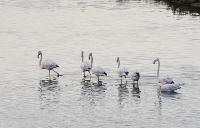 Flock of flamingos wading in Souss-Massa National Park