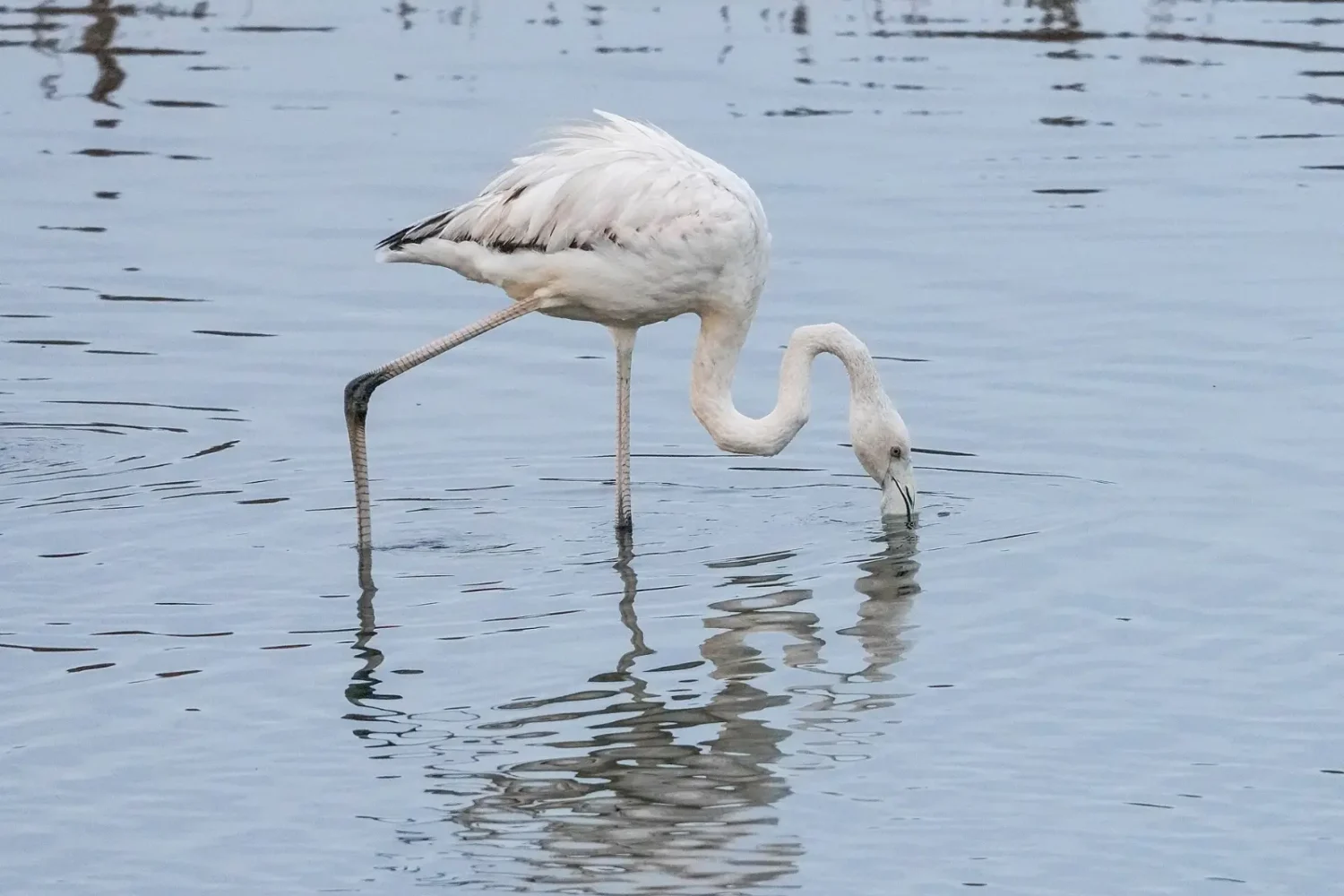 Greater flamingo feeding in the Oued Massa estuary