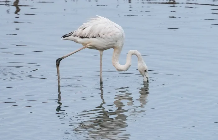 Greater flamingo feeding in the Oued Massa estuary