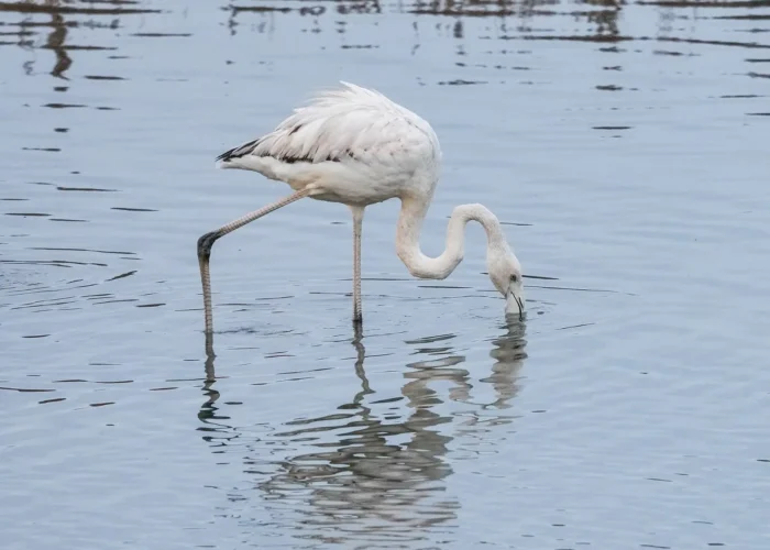 Souss-Massa National Park