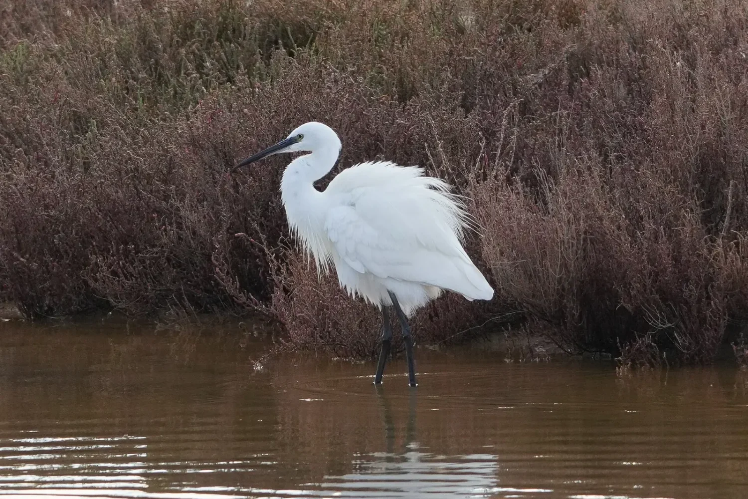Little egret in Souss-Massa National Park