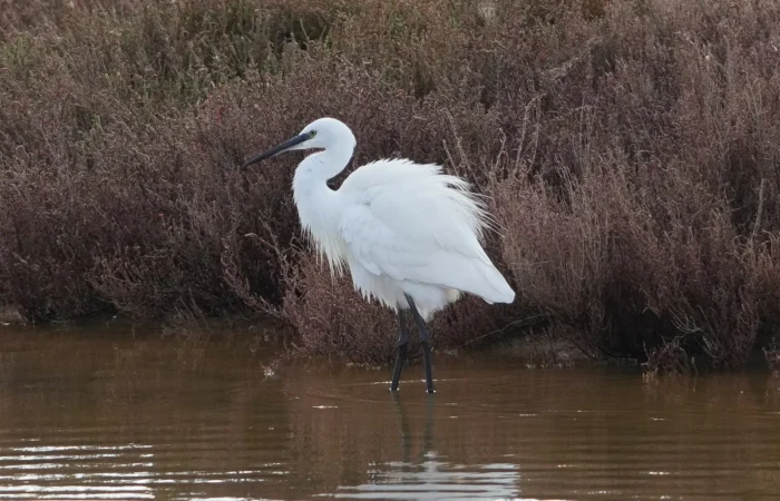 Little egret in Souss-Massa National Park