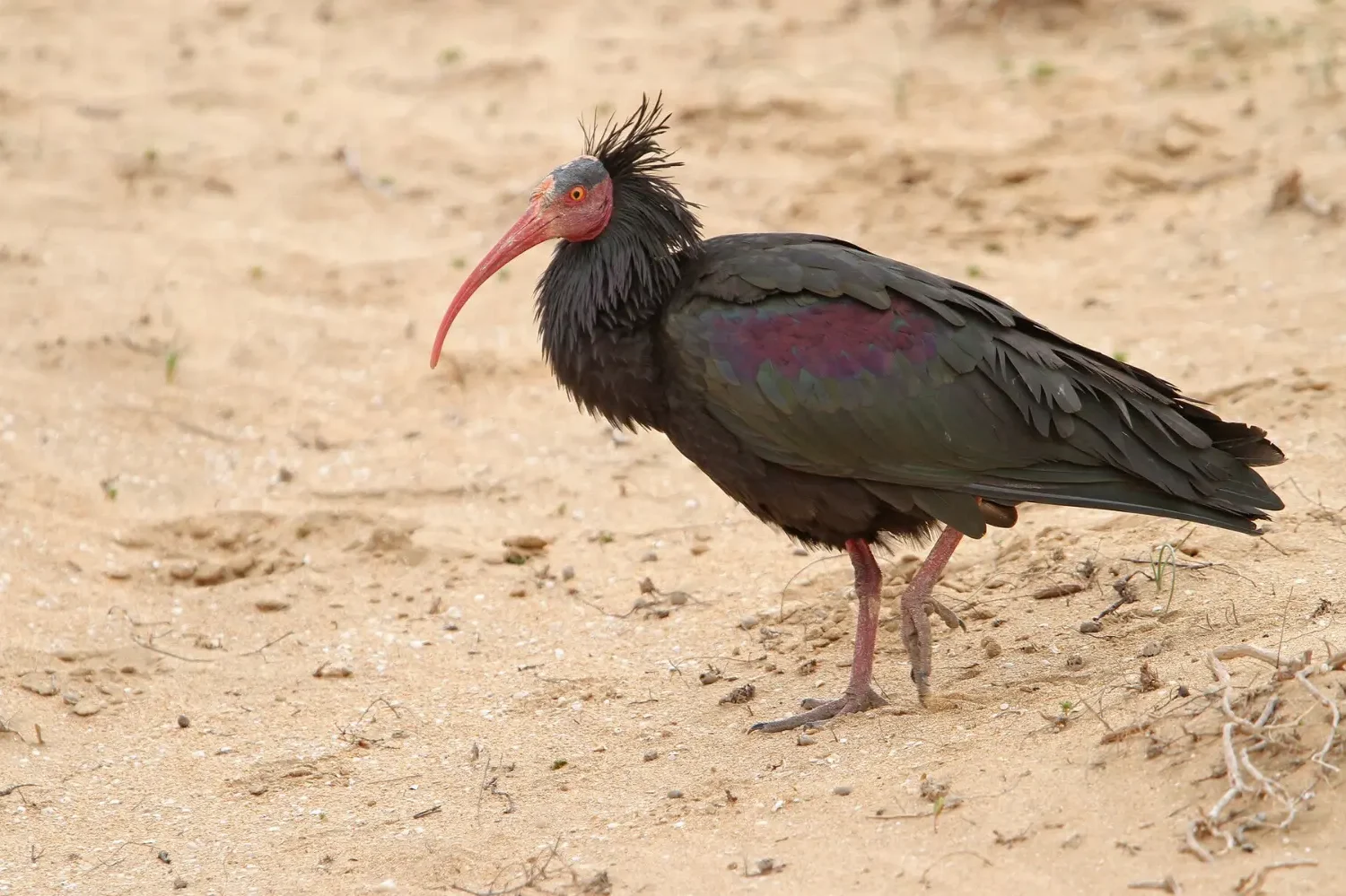 Northern bald ibis, a rare bird of the Souss-Massa coast