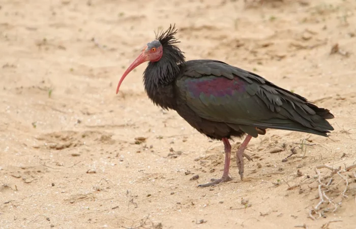 Northern bald ibis, a rare bird of the Souss-Massa coast