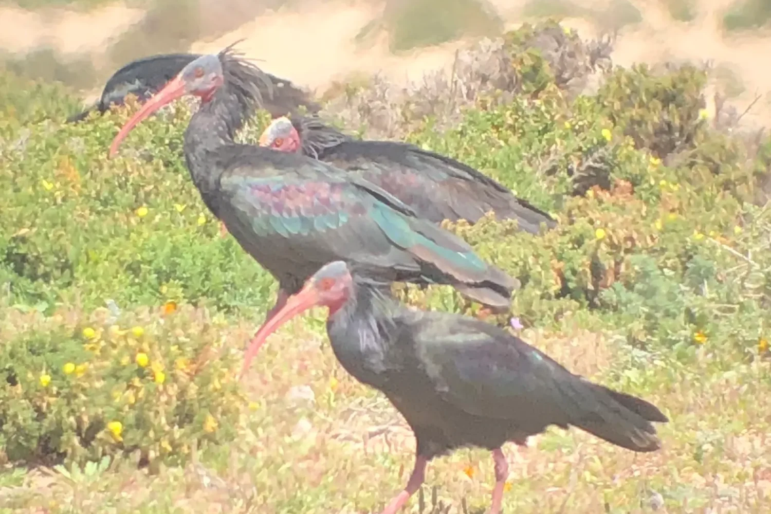 Group of northern bald ibises feeding