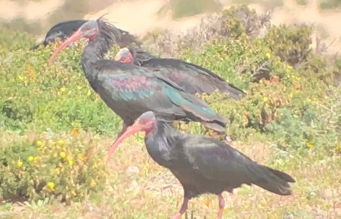 Group of northern bald ibises feeding