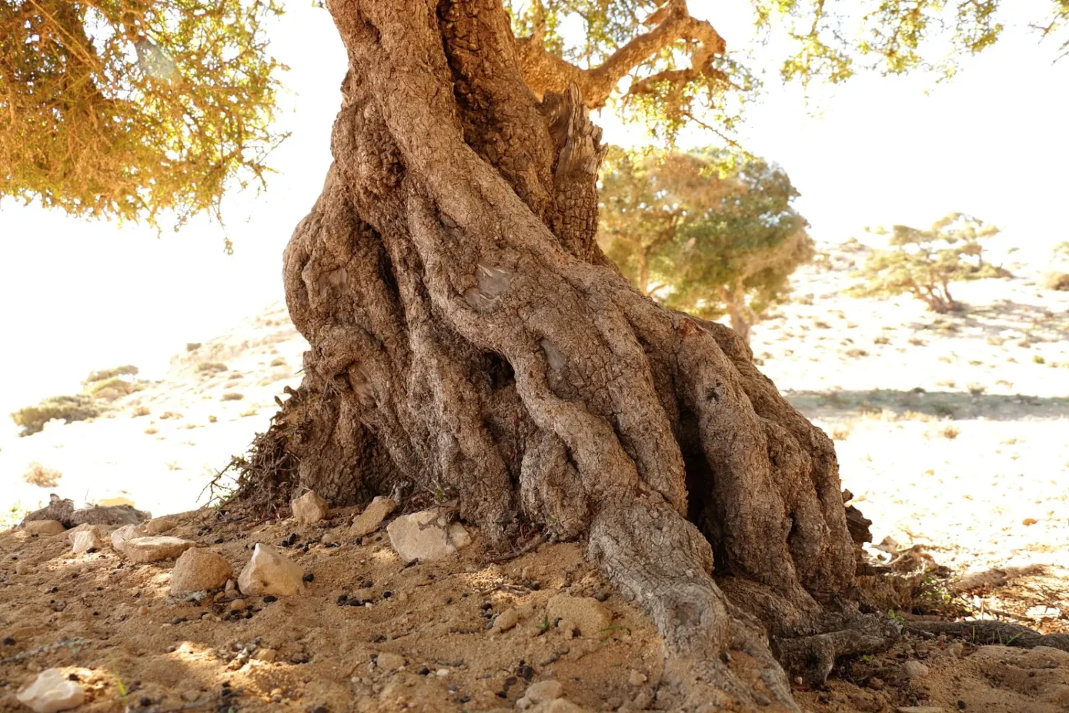 Ancient argan tree near Tamri