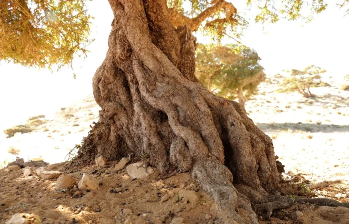 Ancient argan tree near Tamri