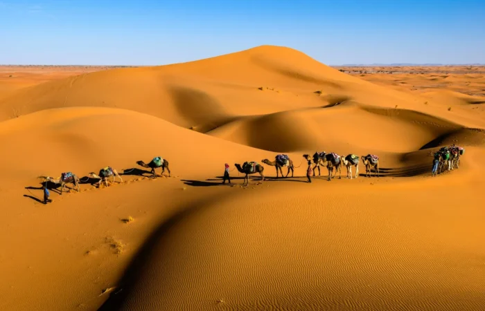 Camels crossing high Sahara dunes